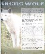 001_Arctic_Wolf.jpg